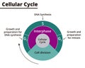 Illustration of the cell cycle Royalty Free Stock Photo