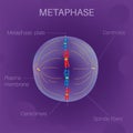 The Cell Cycle -Metaphase Royalty Free Stock Photo
