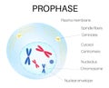 Prophase is the phase of the cell cycle. Royalty Free Stock Photo