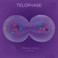 The Cell Cycle -Telophase Royalty Free Stock Photo