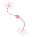 Bipolar neuron cell