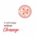 Illustration of a 4 cell stage embryo. Four cell stage icon. cleavage