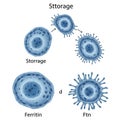 Illustration of cellular structures related to the storage of proteins, labeled with terms Royalty Free Stock Photo