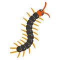 Illustration of centipede on white background