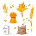 Illustration of cereals - wheat.