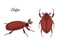 Illustration of Chafer beetle. Drawn insect in flat style. vector illustration. Melolontha melolontha. Melolontha
