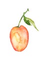 Illustration - cherry plum, plum, apricot watercolor on an isolated background. plums with leaves, hand drawing, watercolor. handm