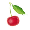 Illustration Cherry, Red berry