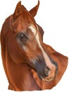 Illustration of Chestnut Arabian Horse Head With White Blaze Digital Painting Royalty Free Stock Photo