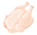 Illustration of chicken carcass. Fresh rooster meat. Meat product of poultry. A realistic illustration of a turkey.