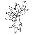Illustration of a chicken paw with feathers. Amulet with feathers to protect property from enemies