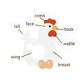 Chicken vocabulary part of body.vector