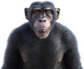Chimp, Chimpanzee, Wildlife Animal, Isolated, Ape Royalty Free Stock Photo