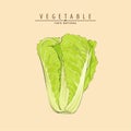 Illustration of chinese cabbage Royalty Free Stock Photo