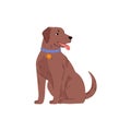 Illustration of a chocolate labrador wearing a collar with a medal. Royalty Free Stock Photo