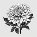 Minimalistic Chrysanthemum Engraving On White Background