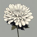 Minimalistic Chrysanthemum Flower Illustration In Hand Drawn Style