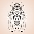 Illustration cicada with boho pattern.