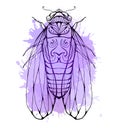 Illustration cicada with boho pattern and watercolor splashes Royalty Free Stock Photo