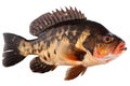 Cichlid fish isolated on white background,  Clipping path included Royalty Free Stock Photo