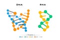 DNA and RNA comparison: a visual guide to the building blocks of life Royalty Free Stock Photo