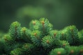 Illustration of  close look at the top of a green tree, high quality, high resolution Royalty Free Stock Photo
