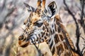 Close up of a giraffe head during a safari trip, animals, wildlife