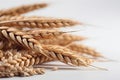 Illustration of a close-up of golden spikelets and grains of wheat on a white background. Generative AI