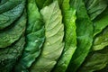 Illustration of close up of a green leaf with several different layers