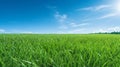 Illustration close up of a lush green grass lawn field against a blue summerâs sky. Royalty Free Stock Photo