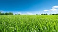 Illustration close up of a lush green grass lawn field against a blue summerâs sky. Royalty Free Stock Photo