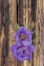 Eustoma flower on the background of a pine log wall of a wooden house Royalty Free Stock Photo
