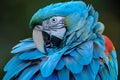 Closeup of blue and teal macaw feathers, emphasizing the texture and colors. the background is neutral to highlight feather d Royalty Free Stock Photo