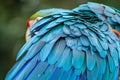 Closeup of blue and teal macaw feathers, showcasing the intricate patterns Royalty Free Stock Photo