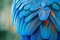 Closeup of blue and teal macaw feathers, showcasing the intricate patterns Royalty Free Stock Photo
