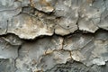 A closeup of the concrete wall texture, showcasing its rough and worn surface with visible veining patterns and subtle grey t Royalty Free Stock Photo