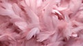 Closeup of a pink feathers background Royalty Free Stock Photo