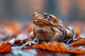 Closeup of toad on forest ground, macro photography with blurred background, captured Royalty Free Stock Photo