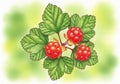 Illustration of cloudberries (Rubus chamaemorus) displaying three clusters of bright Royalty Free Stock Photo