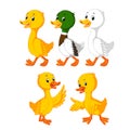 The collection of the cute ducks in the different color