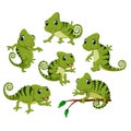 The collection of the green chameleon with different posing