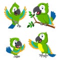 The collection of the green parrots with the different expression Royalty Free Stock Photo
