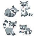 The collection of the grey racoon with different posing