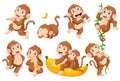 Collection of monkey in different poses