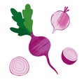 Illustration of collection of radish isotated on white background. illustration with textures. Whole and sliced vegetable.