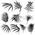 Illustration with collection of tropical palm leaves silhouettes isolated on white background. Royalty Free Stock Photo