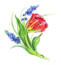 Illustration of colored bunches of flowers in the composition of a tulip and a hyacinth