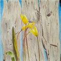 Illustration with colored pencils. Tulipa sylvestris.