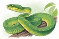Illustration, colored with photoshop of a nice snake Royalty Free Stock Photo