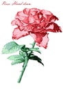 Illustration with colored rose on a white background